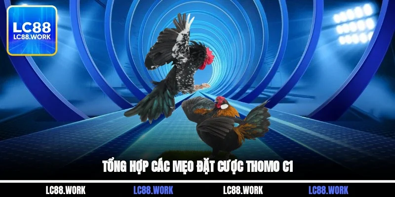 Tổng hợp các mẹo đặt cược thomo C1